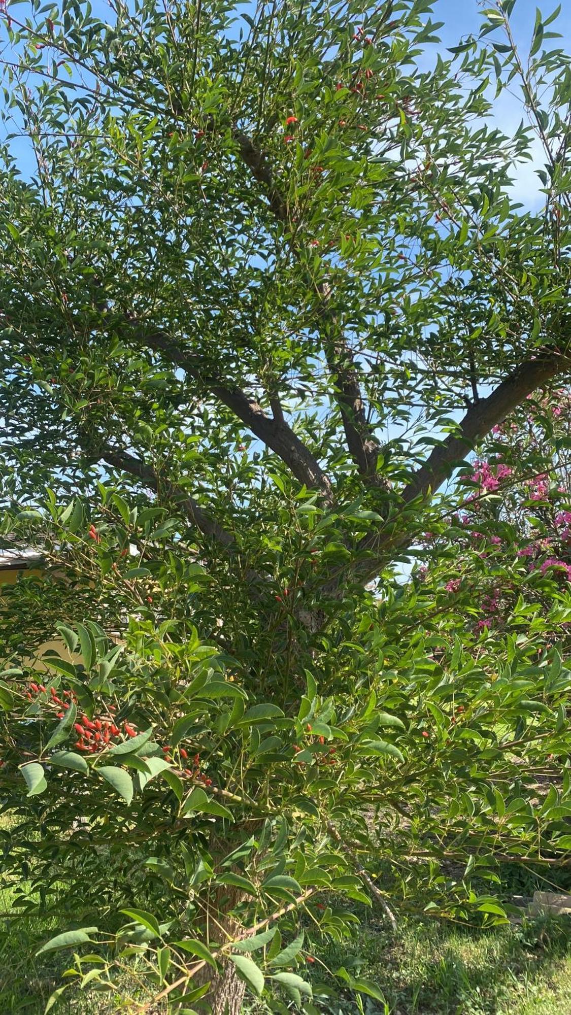 Agrib&B Lemontree Garde'N Syracuse Buitenkant foto