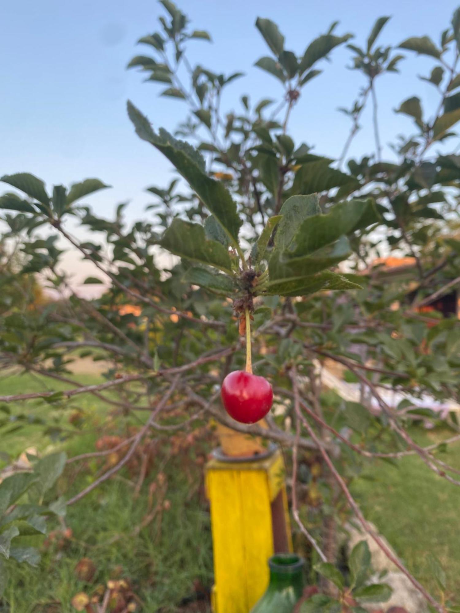 Agrib&B Lemontree Garde'N Syracuse Buitenkant foto